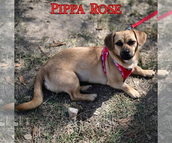 Medium Photo #2 Dachshund-Unknown Mix Puppy For Sale in San Antonio, TX, USA