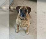 Small #1 Boxer-Mountain Cur Mix
