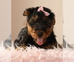 Small Photo #10 Airedale Terrier Puppy For Sale in EWING, IL, USA