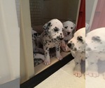 Small Photo #3 Dalmatian Puppy For Sale in SILVER LAKE, NY, USA