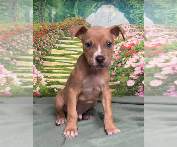 Medium Photo #5 Mutt Puppy For Sale in Lakewood, CO, USA