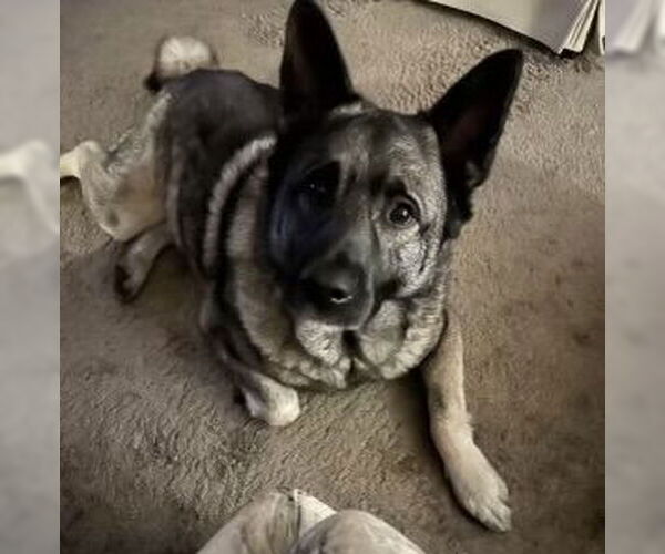 Medium Photo #3 Akita-Norwegian Elkhound Mix Puppy For Sale in Doylestown, PA, USA