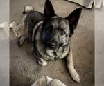 Small #2 Akita-Norwegian Elkhound Mix