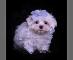 Small Photo #8 Maltese Puppy For Sale in WARSAW, IN, USA