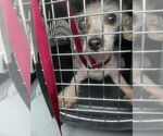 Small #3 Mutt