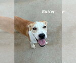 Small #1 Labrador Retriever Mix