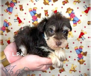 Schnauzer (Miniature) Puppy for sale in WINNSBORO, LA, USA