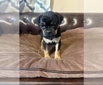 Small Photo #21 Carlin Pinscher Puppy For Sale in COBB, WI, USA