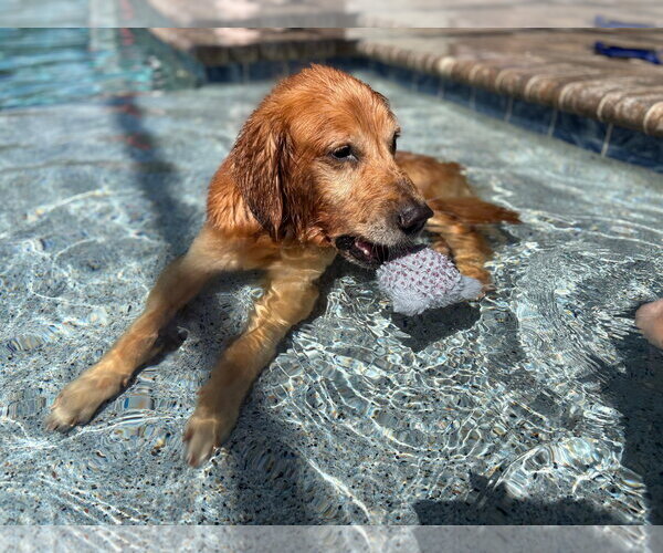 Medium Photo #3 Golden Retriever Puppy For Sale in Bonita Springs, FL, USA