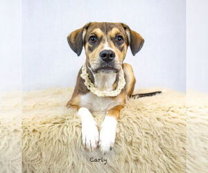 Mutt Dogs for adoption in Hot Springs Village, AR, USA