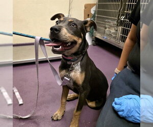 Mutt Dogs for adoption in Long Beach, CA, USA