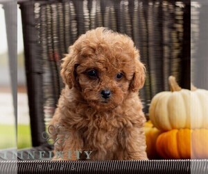 Cavapoo Puppy for sale in HONEY BROOK, PA, USA