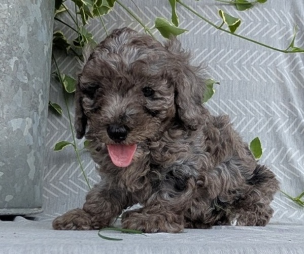 Medium Photo #53 Poodle (Toy) Puppy For Sale in GOSHEN, IN, USA