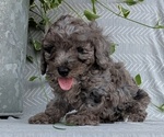 Small Photo #53 Poodle (Toy) Puppy For Sale in GOSHEN, IN, USA
