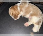 Small #2 Cavalier King Charles Spaniel
