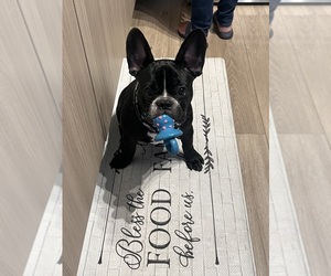 Father of the French Bulldog puppies born on 11/10/2025