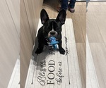 Small Photo #1 French Bulldog Puppy For Sale in MIAMI, FL, USA