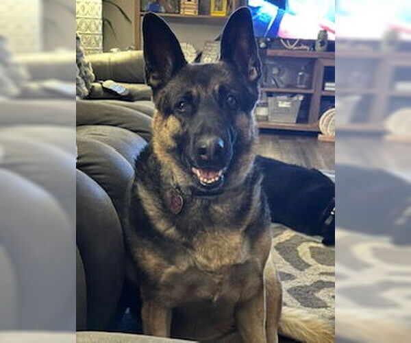 Medium Photo #3 German Shepherd Dog-Unknown Mix Puppy For Sale in Polson, MT, USA