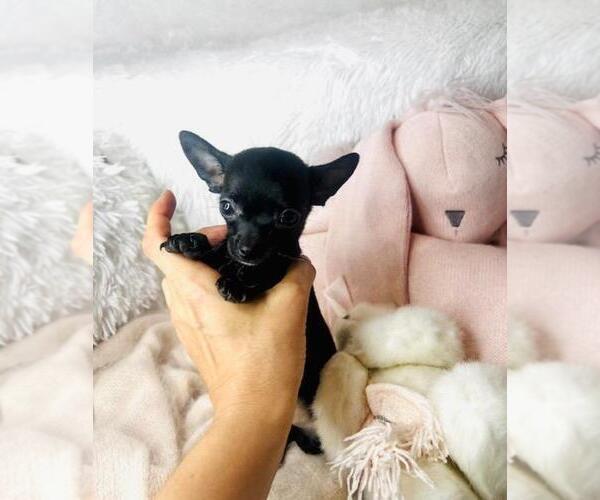 Medium Photo #14 Chihuahua Puppy For Sale in BEVERLY HILLS, CA, USA