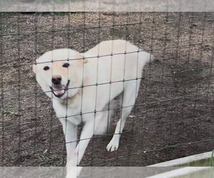 Izzy - Female Labrador Retriever-Unknown Mix Dog for Adoption - Photo #3