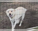 Small #2 Labrador Retriever Mix