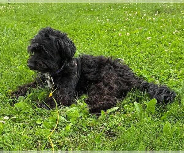 Medium Photo #3 Mutt Puppy For Sale in Portland, IN, USA