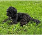 Small #2 Mutt