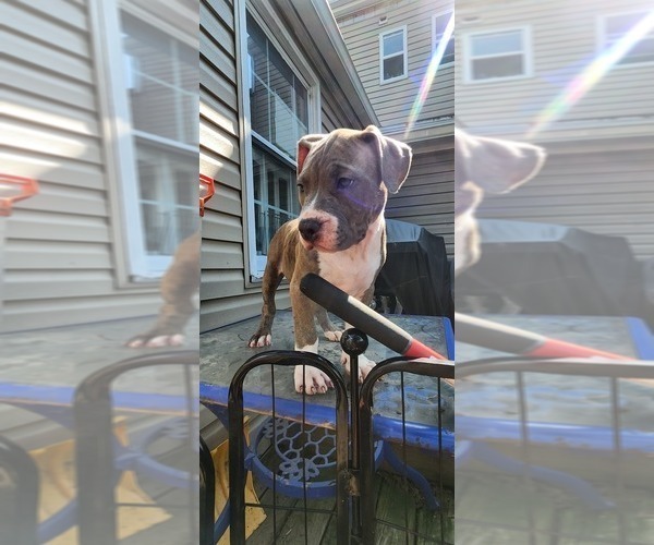 Medium Photo #38 American Bully Puppy For Sale in HARRISBURG, PA, USA
