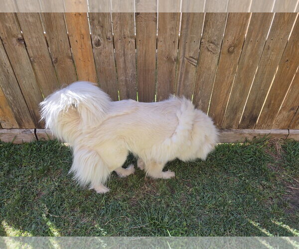 Medium Photo #2 Chow Chow-Great Pyrenees Mix Puppy For Sale in Houston, TX, USA