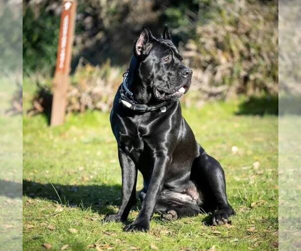 Medium Photo #1 Cane Corso Puppy For Sale in LAS VEGAS, NV, USA