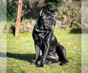 Mother of the Cane Corso puppies born on 01/19/2026