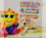 Small Photo #7 Goldendoodle Puppy For Sale in ALTUS, OK, USA