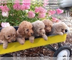 Small Goldendoodle (Miniature)
