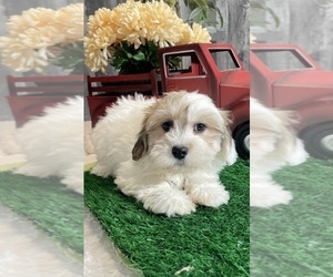 Zuchon Puppy for sale in CANOGA, NY, USA