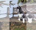 Small #3 Pomsky