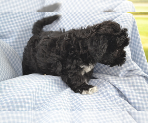 Medium Photo #2 Shih-Poo Puppy For Sale in GREENWOOD, WI, USA