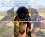 Small Photo #19 German Shepherd Dog Puppy For Sale in CHRISNEY, IN, USA