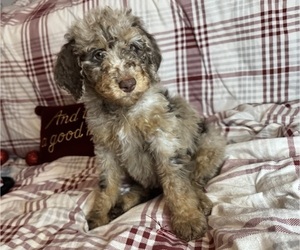 Poodle (Standard) Puppy for sale in ZIMMERMAN, MN, USA