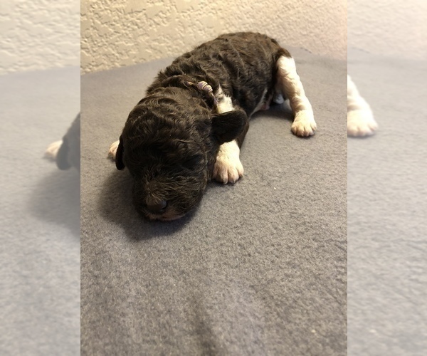 Medium Photo #7 Poodle (Standard) Puppy For Sale in GREENVILLE, TX, USA