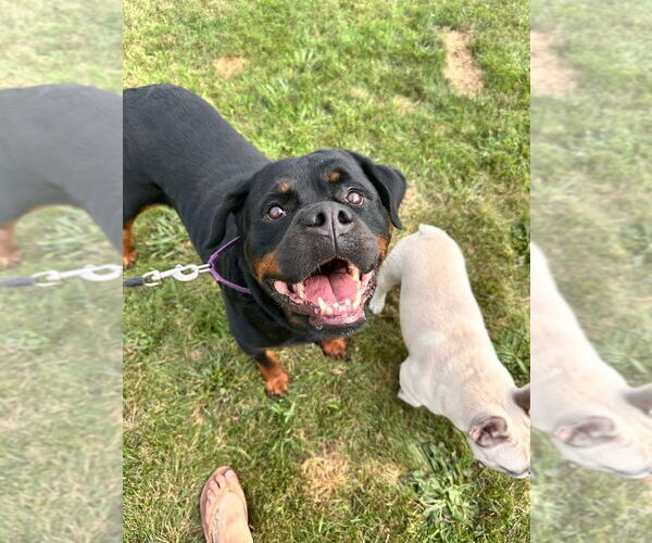 Medium Photo #16 Rottweiler Puppy For Sale in Oak Bluffs, MA, USA