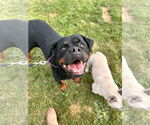 Small #15 Rottweiler