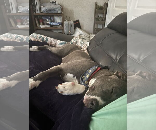 Medium Photo #6 Mutt Puppy For Sale in Orlando, FL, USA