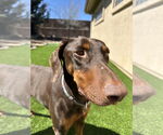 Small #6 Doberman Pinscher
