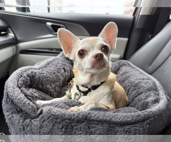 Medium Photo #7 Chihuahua Puppy For Sale in Seal Beach, CA, USA