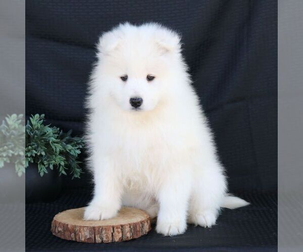 Medium Photo #3 Samoyed Puppy For Sale in GORDONVILLE, PA, USA
