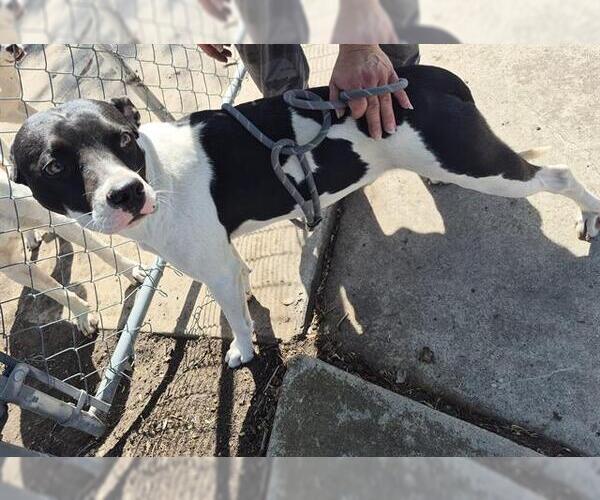 Medium Photo #1 American Staffordshire Terrier-Unknown Mix Puppy For Sale in San Antonio, TX, USA