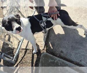 American Staffordshire Terrier-Unknown Mix Dogs for adoption in San Antonio, TX, USA