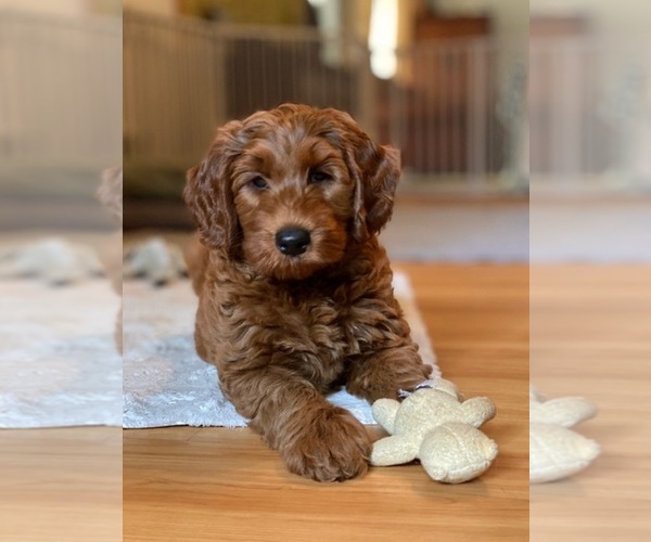 Medium Photo #8 Australian Labradoodle Puppy For Sale in MILL VALLEY, CA, USA