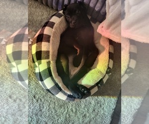 Cane Corso Puppy for sale in RICHMOND, VA, USA
