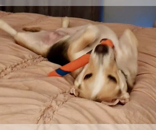 Medium Photo #7 Labrador Retriever-Unknown Mix Puppy For Sale in Houston, TX, USA